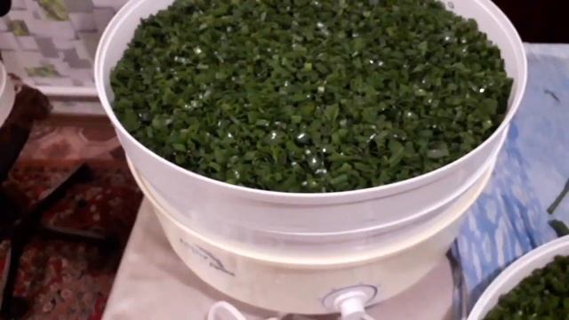 #Больше лук незамораживаю.#Сушим зеленый лук,в электросушилке ,,Ротор" смотреть онлайн