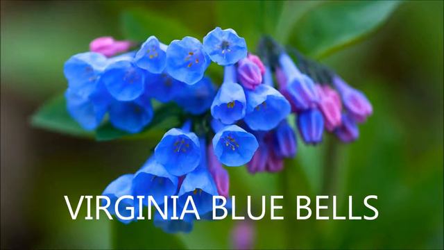 Virginia Blue Bells For Sale .69 Cents at Tn Online Tree Nursery смотреть онлайн