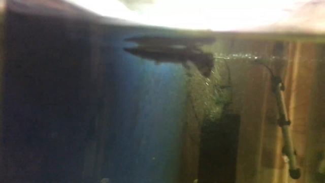 Панцирная Щука в аквариуме смотреть онлайн