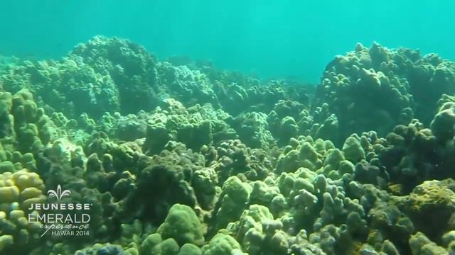 Jeunesse Experience, Hawaii смотреть онлайн