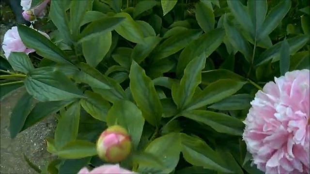 ЖУК ЦВЕТОЕД - ОЛЕНКА МОХНАТАЯ, БРЫНЗОВКА МОХНАТАЯ, КАК ИЗБАВИТЬСЯ / Органическое земледелие смотреть онлайн