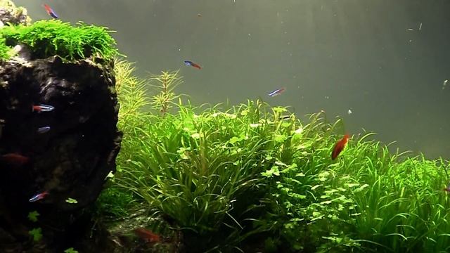 Stone Heart Aquarium - Ep. 3 - Day 97 смотреть онлайн