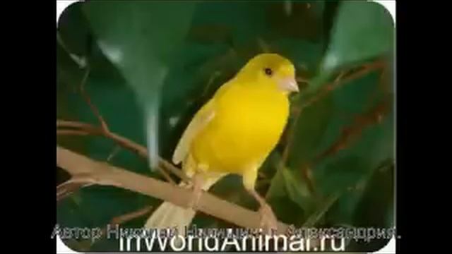 Песня кенара для обучения молодых самцов. Song Canaries for the training of young males. , Описание смотреть онлайн