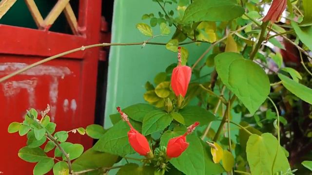 Rare hibiscus,mallow hibiscus, malvaviscus arboreus,chilli hibiscus like,beautiful,bigsmall hibiscu смотреть онлайн