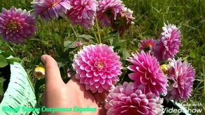 Георгина сорт Геллери Рембрандт / Dahlia Gallery Rembrandt