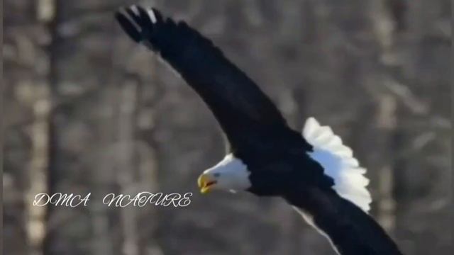 Беркут. Орёл. Крик летающего орла. Звук крыльев орла. Звук орла возле моря смотреть онлайн