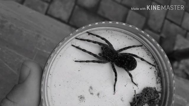Как поймать тарантула/how Cach A Tarantula