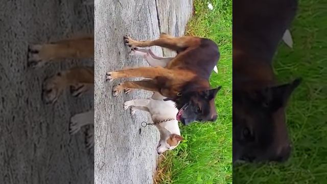 Big hunk dog mates tiny doggie! смотреть онлайн