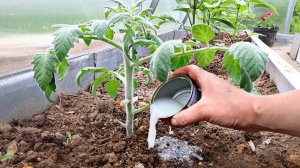 1-2 таких подкормки и помидоры взрываются бурным плодоношением! Дрожжевая подкормка для помидор!