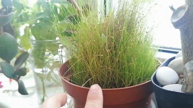 Небольшой обзорчик с балкона. Цветы в конце октября.