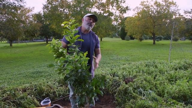 How to plant a citrus tree смотреть онлайн