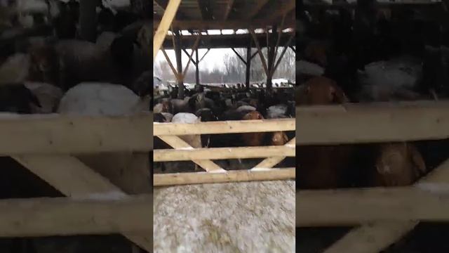 Кормушки для овец.