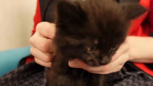 КУПИЛ НА АВИТО СОБАКУ ЗА 30 000 Р смотреть онлайн