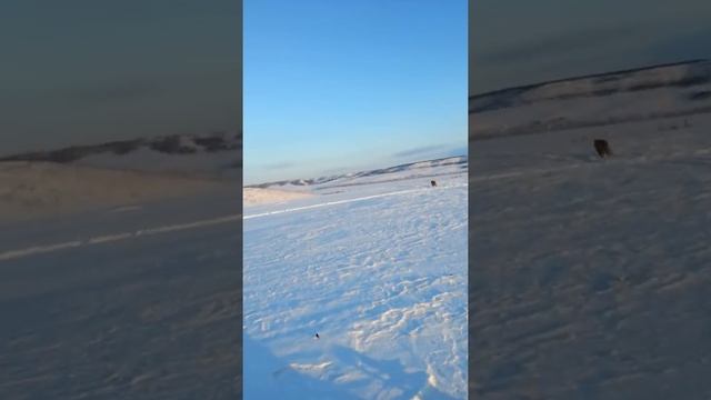 Охота на снегоходе смотреть онлайн