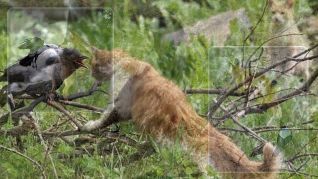 ВОРОНА - умница, красавица смотреть онлайн