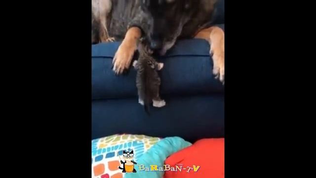 ?Кто в доме главный? Подборка приколов про котов и собак! - смешное видео, приколы, смотреть онлайн смотреть онлайн