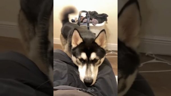 Funniest Cats and Dogs ---- Part 1(1080P_HD).mp4