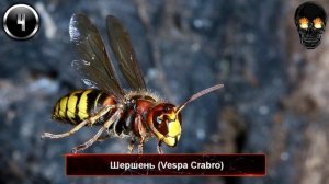 ТОП-10 ОПАСНОСТЕЙ ПОДСТЕРЕГАЮЩИХ ВАС В ЛЕСУ