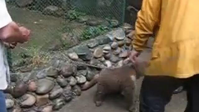 В зоопарке Душанбе смотреть онлайн