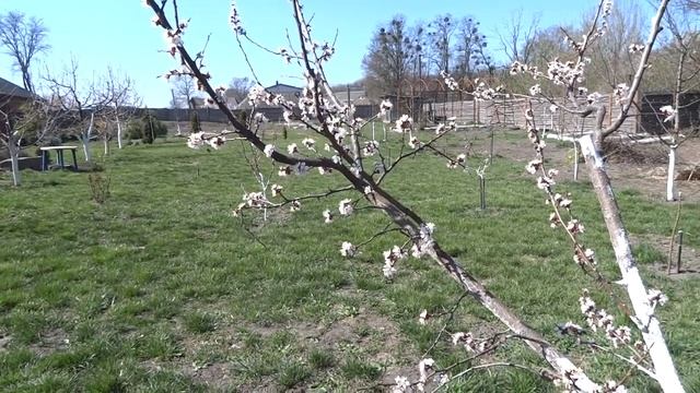 Абрикос и весенние заморозки 2020. смотреть онлайн