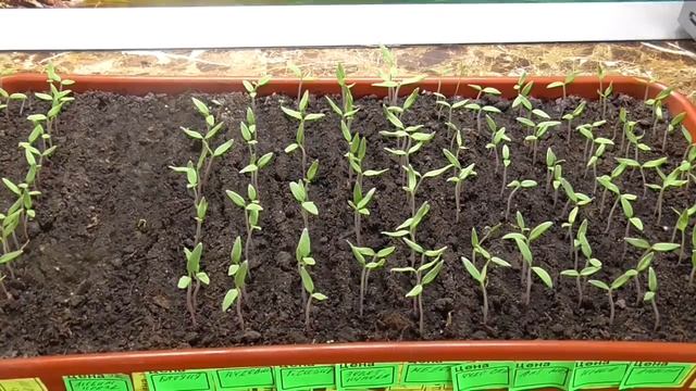 Сколько дней ждать всходы томатов? Ольга Чернова. смотреть онлайн