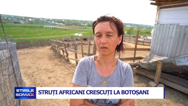 STRUTI AFRICANI CRESCUTI LA BOTOSANI смотреть онлайн