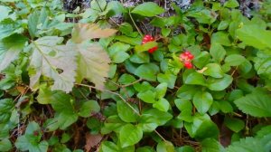 Южный Урал ! Ягода костяника ! Собираю костянику ! Компот из костяники !