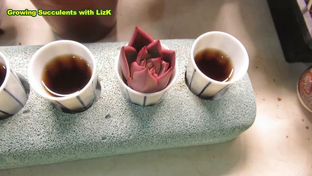 How To Make Succulent Cuttings Root Quickly смотреть онлайн