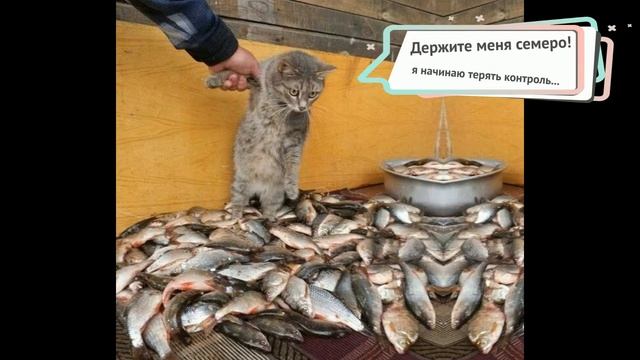 Говорящие коты смешные ролики 2019 - Смешные кошки МатроскинТВ смотреть онлайн