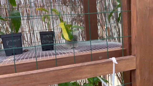 Uncommon Houseplants At A Local Nursery! Rainbow Gardens Plant Shopping