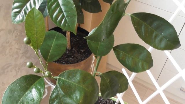 Как вырастить апельсин в домашних условиях - плодоношение смотреть онлайн