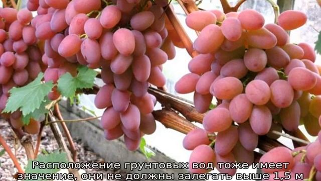 Виноград Оригинал смотреть онлайн