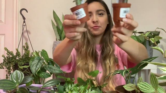 Collective Plant Haul! & GIVEAWAY! смотреть онлайн