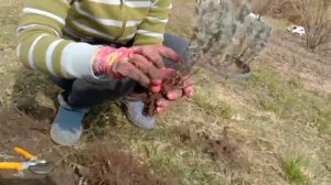 Размножение ЛАВАНДЫ делением куста. Посадка лаванды.