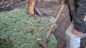 ПЕРСИКИ из КОСТОЧЕК НОВЫЙ СПОСОБ на новое место пересадили