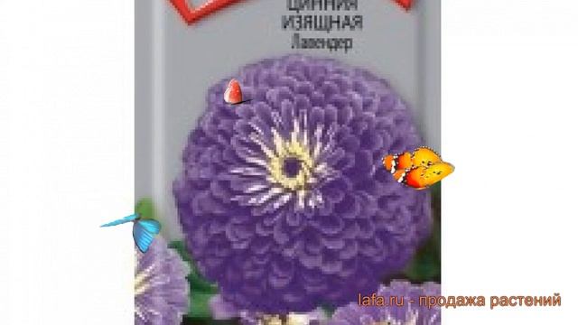 Цинния изящная Лавендер (lavender) ? цинния Лавендер обзор: как сажать семена циннии Лавендер смотреть онлайн