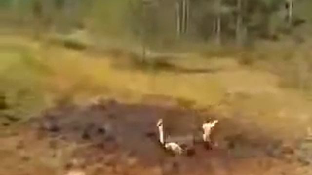 Лечение природными грязями смотреть онлайн