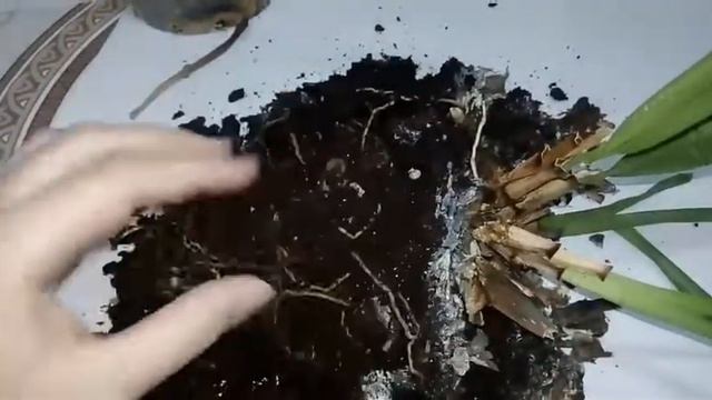 ОРХИДЕЯ, ПОПЫТКА СПАСТИ ЦВЕТОК смотреть онлайн