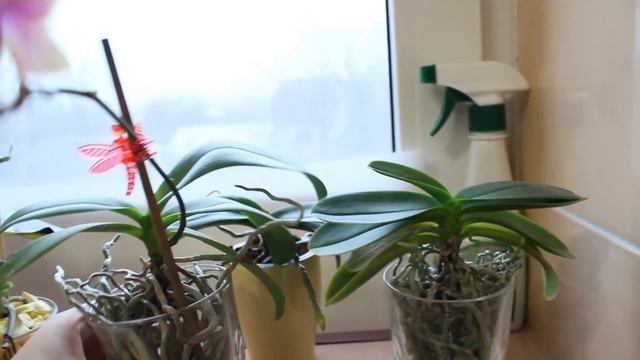 12. Зацветет ли детка орхидеи? Продолжает цвести фаленопсис Сого Попкорн. Орхидеи в стекле смотреть онлайн