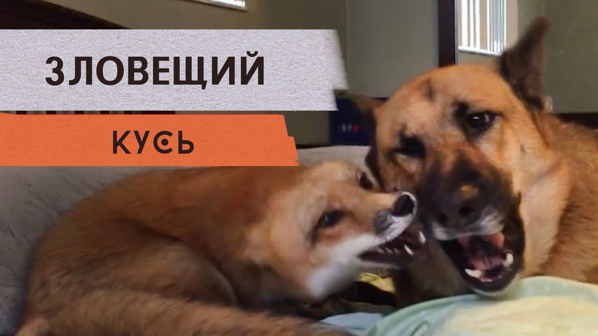 Раздражающие братья и сестры смотреть онлайн
