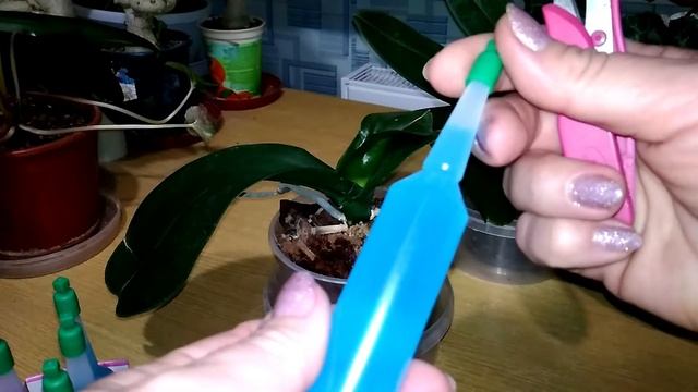 Испытываю японское удобрение FUJIMA на своих растениях: ЦИКЛАМЕНАХ, ФАЛЕНОПСИСАХ, АДЕНИУМАХ.