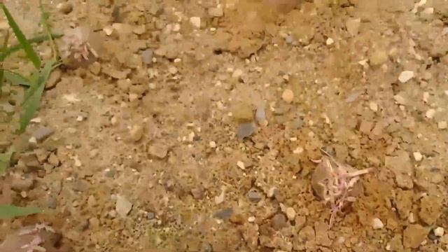 Грабли веерные Для любителей канала Грабли Лайф 27 06 21 смотреть онлайн