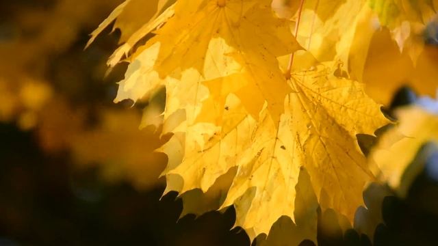 Лето подари - Виктория Еременко - Христианская Песня смотреть онлайн