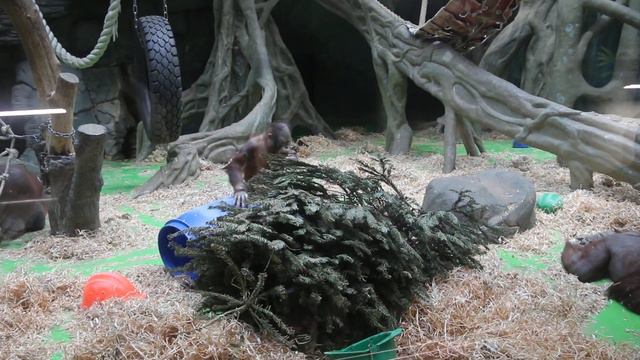 Детёныш орангутанга с родителями 25 января 2022 смотреть онлайн