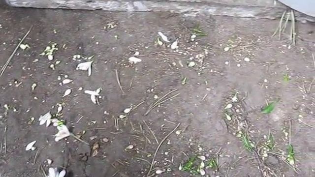 Павловский лимон+лайм+апельсин Гамлин+минеола в апреле смотреть онлайн