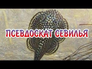 ПСЕВДОСКАТ СЕВИЛЬЯ.СОДЕРЖАНИЕ В АКВАРИУМЕ