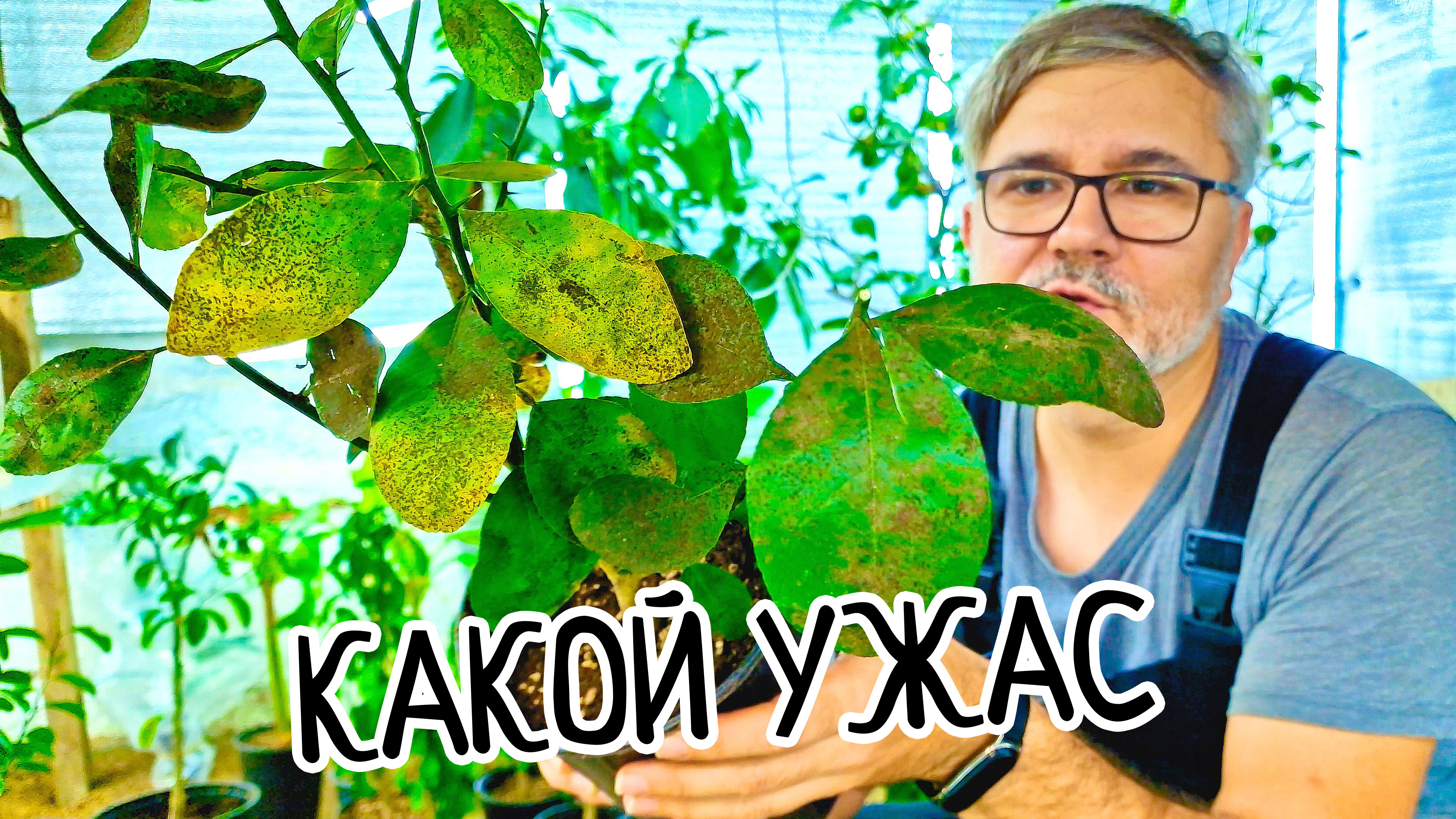 Не зарази СВОИХ! Что делать после покупки растения? Адаптация и обработка растения дома! смотреть онлайн