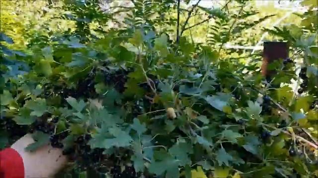 Сад ЕлеНика, собираем урожай черной смородины смотреть онлайн