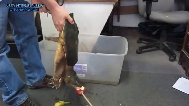 Приколы на ютубе Черепахи видео №12 HD смотреть онлайн