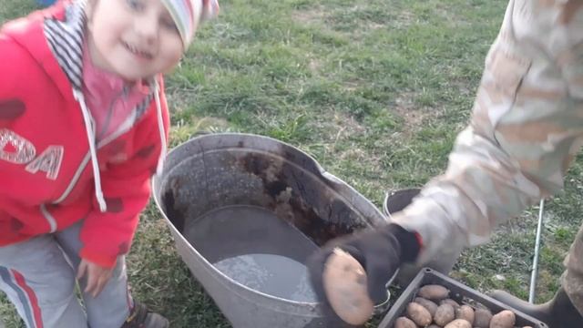 Посадка картофеля с помощью мотоблока. смотреть онлайн